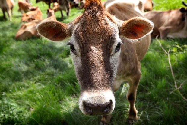 FILE - A Jersey cow feeds in a field in Iowa, May 8, 2018. (AP Photo/Charlie Neibergall, File)