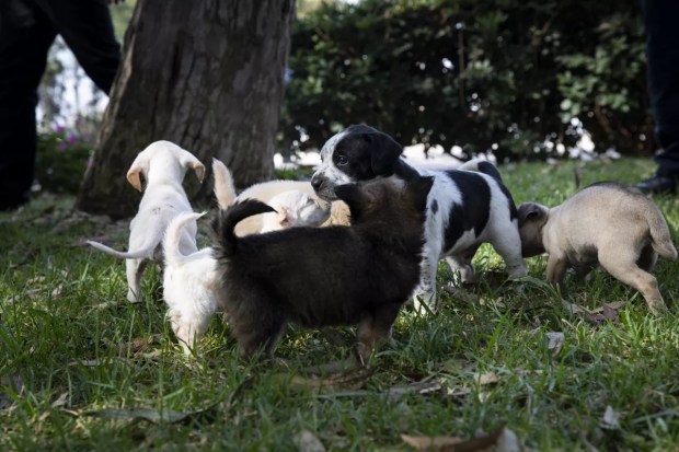 Rescued puppies at the San Ysidro border crossing. (Ana Ramírez/The San Diego Union-Tribune)