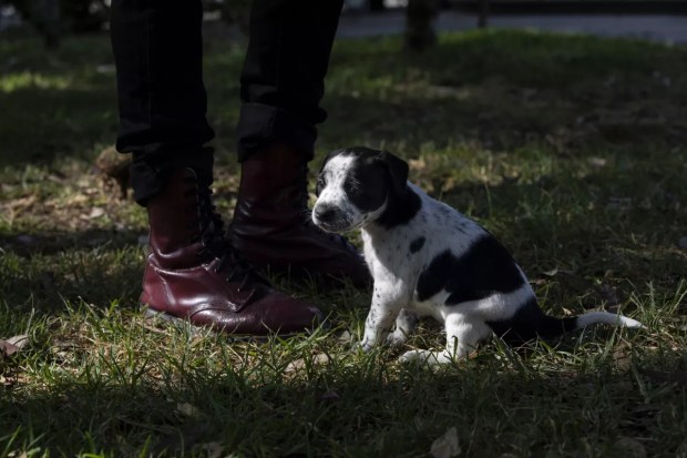 Puppy Volpi with the inspector who adopted him. (Ana Ramirez/The San Diego Union-Tribune)