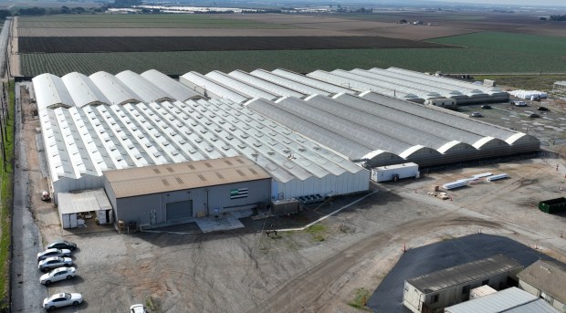 StateHouse Holdings consists of five greenhouses each housing an acre in Salinas, Calif., on Monday, Jan. 15, 2024. (Nhat V. Meyer/Bay Area News Group)