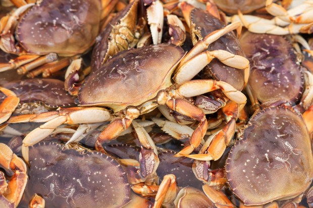 About 900 lbs of Dungeness crab is unloaded in a container from a fishing boat of Dano Snell and his son, Cole, during the first official day of commercial crab fishing season at Pillar Point Harbor in Half Moon Bay, Calif., on Thursday, Jan. 18, 2024. (Ray Chavez/Bay Area News Group)