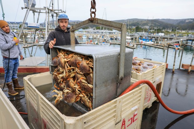 Eric Catapang, left, and Ian Balmy weigh and unload hundreds of Dungeness crab from the fishing boat of Dano Snell and his son, Cole, during the first official day of commercial crab fishing season at Pillar Point Harbor in Half Moon Bay, Calif., on Thursday, Jan. 18, 2024. (Ray Chavez/Bay Area News Group)