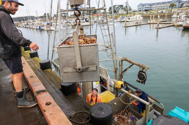 Ian Balmy, left, unloads hundreds of Dungeness crab from the fishing boat of Cole Snell, center, and father, Dano, during the first official day of commercial crab fishing season at Pillar Point Harbor in Half Moon Bay, Calif., on Thursday, Jan. 18, 2024. (Ray Chavez/Bay Area News Group)