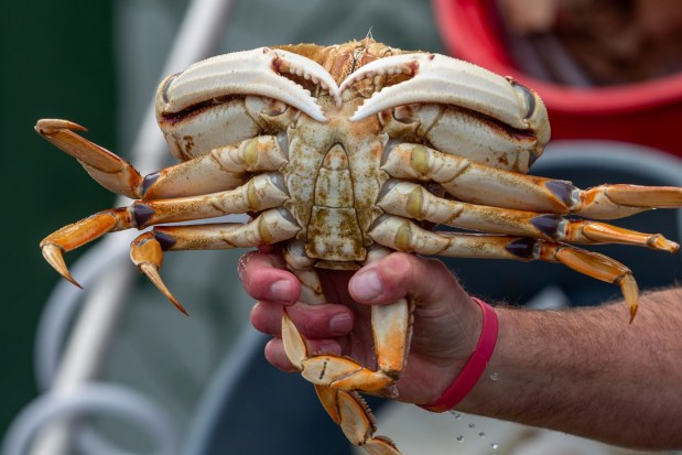 Neil Frasier holds up the first Dungeness crab of the season sold from the fishing boat Plumeria at Fisherman's Wharf, Thursday, Jan. 18, 2024. The 2.4 pound crustacean was among the catch coming in to port after a two-month long crab season delay. (Karl Mondon/Bay Area News Group)