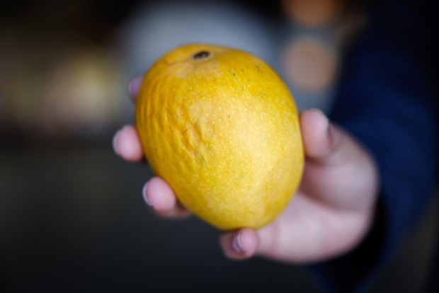 Syamala Raghuram, Co Founder and president, holds a mango at Shastha Fresh, the delivery arm of the Indian foods company Shastha Food, in San Jose, Calif., on Tuesday, May 7, 2024. Shastha has been importing 10+ varieties of Indian mangoes to sell to customers in the South Bay and beyond, and the demand is high. (Shae Hammond/Bay Area News Group)