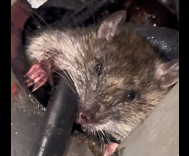 Videos shared by striking workers allegedly show rats on kitchen equipment at a McDonald's in Oakland. The workers are holding a rally on May 7 to call attention to their strike demands, including professional cleaning of the restaurant. (Courtesy of employees of the McDonald's at 1330 Jackson St., Oakland)