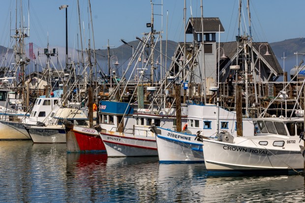 Commercial fishing boats sit at Fisherman's Wharf in San Francisco on Thursday April 12, 2024. (Karl Mondon, Bay Area News Group)