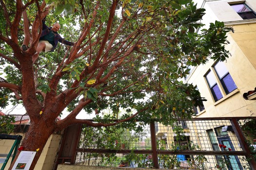 Brett Garrett said that climbing the tree was an empowering experience and as he perched there he felt peaceful.