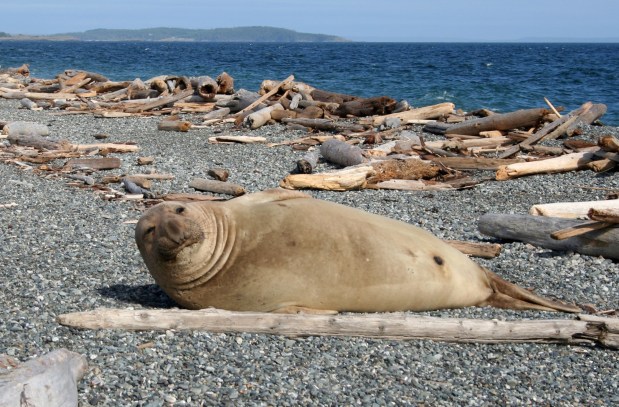 An elephant seal on the beach at San Juan Island National Historical Park. (NPS/TNS)